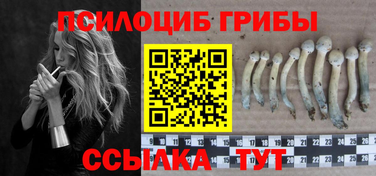 Псилоцибиновые грибы Psilocybe Михайловка